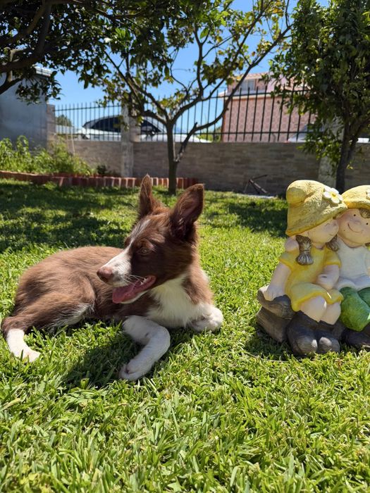 Menino border collie chocolatinho