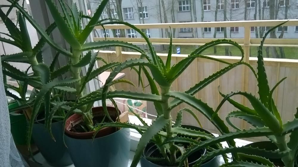 Aloes leczniczy drzewiasty,  50 zł
