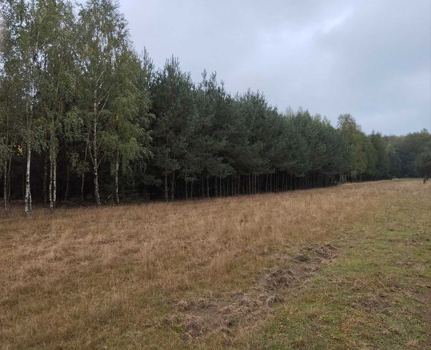 Sprzedam działkę leśna