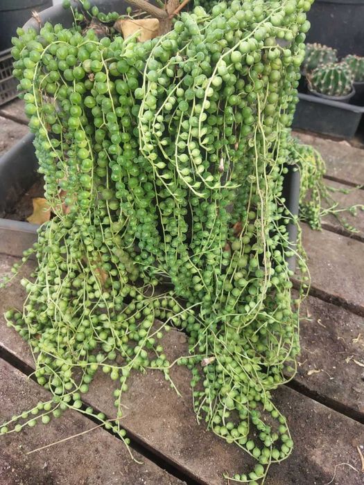 Крестовник роулі