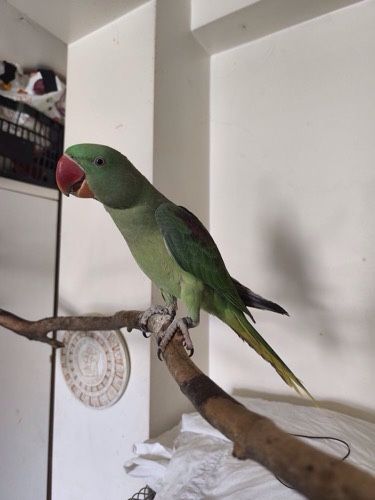 Lote de aves criadas a mao