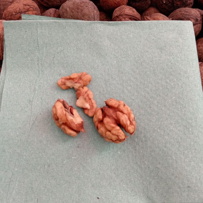 Орех мелкий 25 года