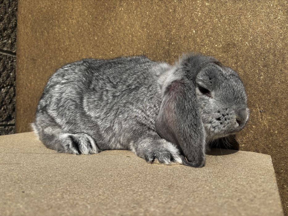 Baran francuski samczyk szary