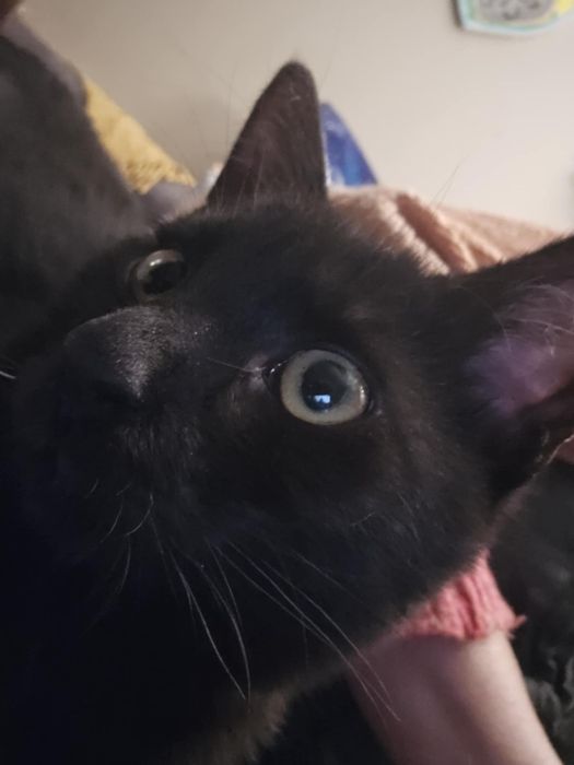 Piękności takie do adopcji