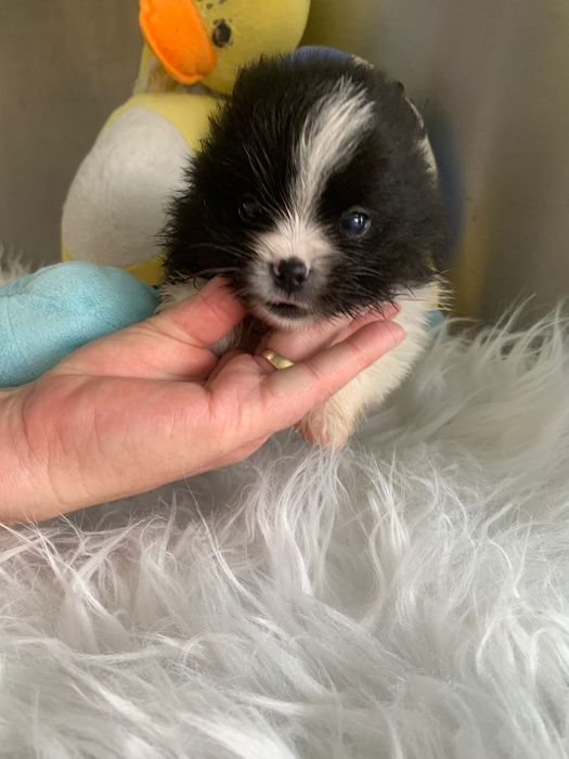 Spitz bebé lindo