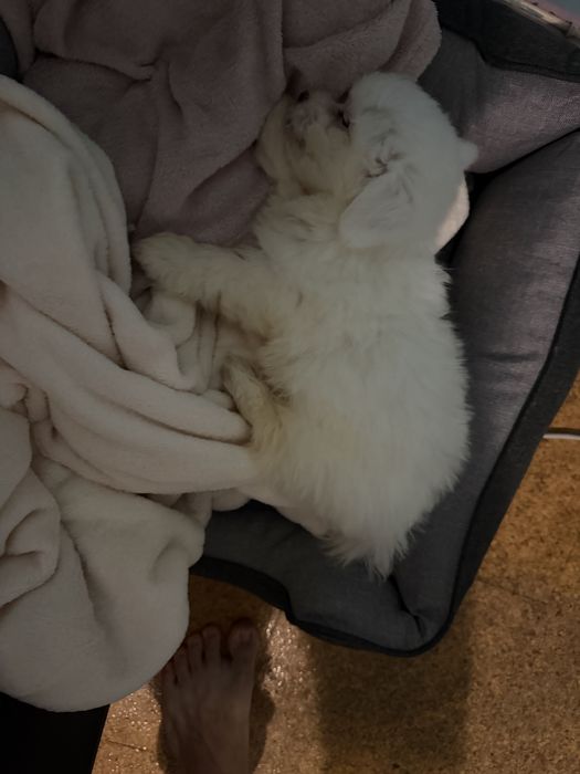 Bichon maltes disponivel