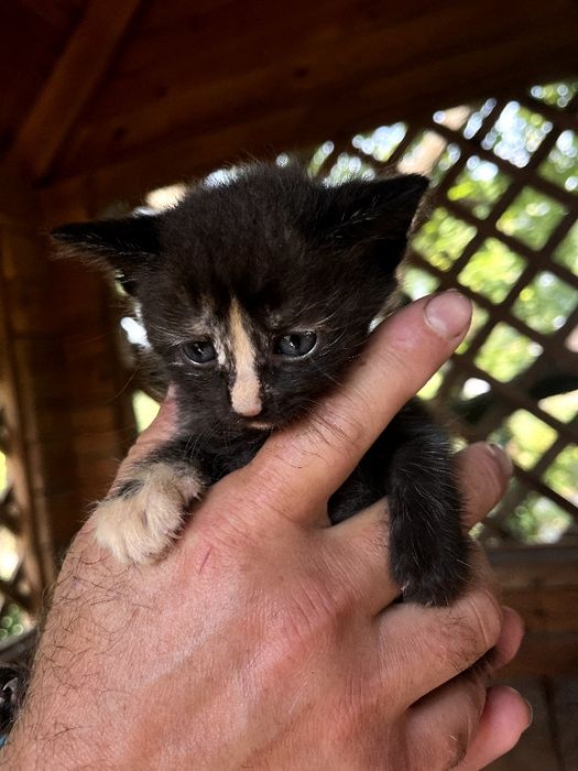 Віддам кошенят в добрі руки. 2 котика і кішечка