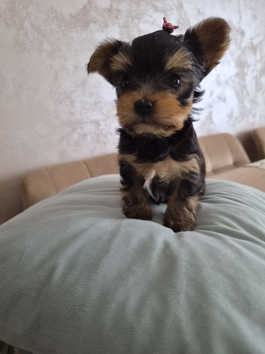Yorkshire Terrier Sunia