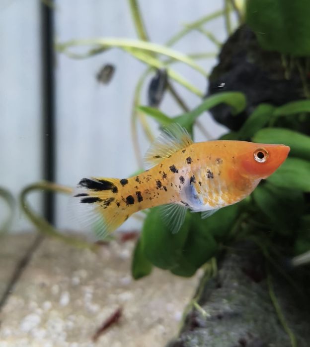 Lote de espadas adultos e juvenis