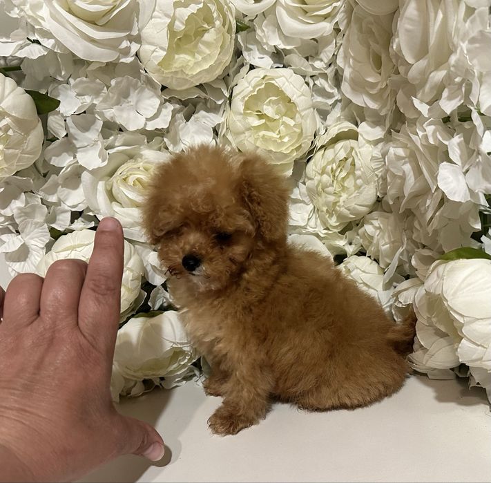 Хлопчик міні мальтіпу