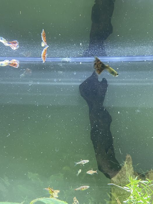 3 guppies adultos e 6 crias
