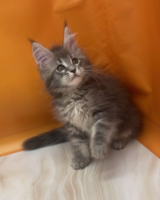 Мальчики и девочки голубые