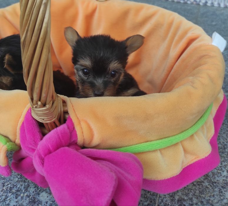 Yorkshire terrier  minis