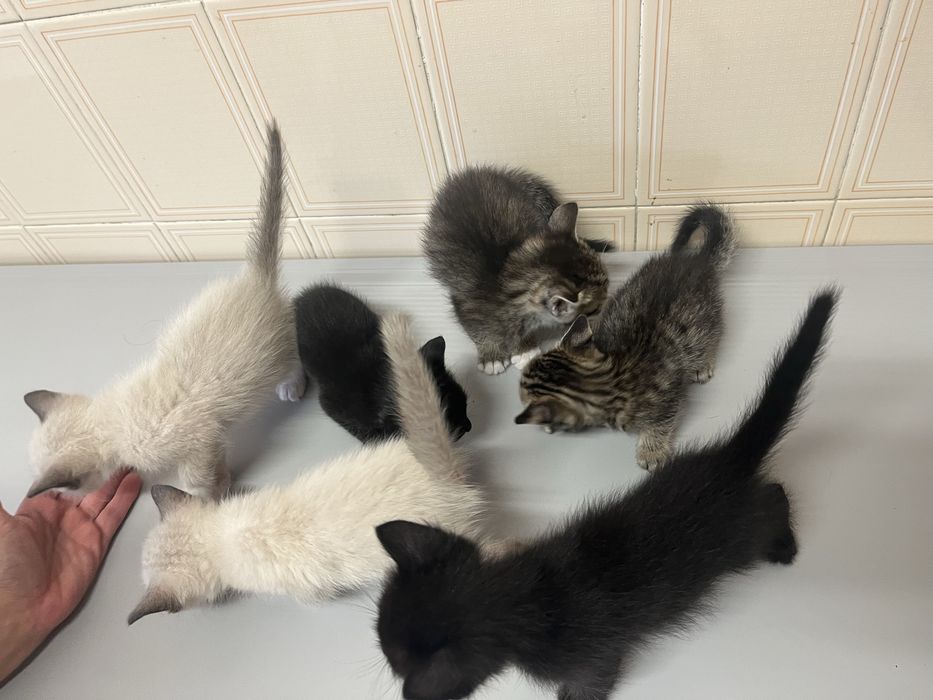 Gatos para adoçao