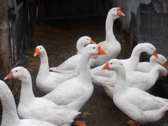 Яйце інкубаційне Гуси Лінда