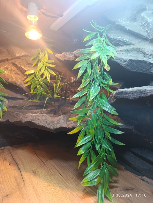 Terrarium dla agamy brodatej