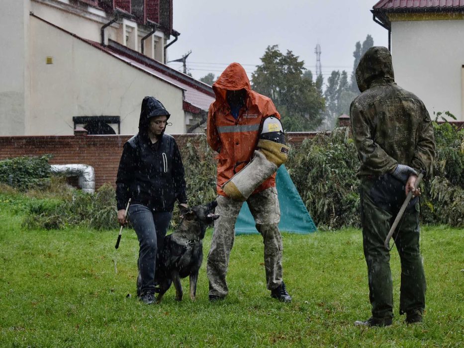 дресирувальний центр Wolf'sfelzem, кінолог, пансіон
