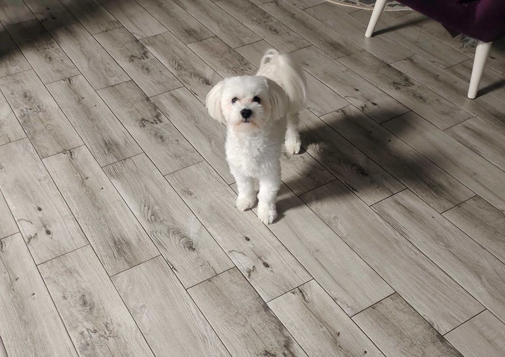 В'язка Мальтійська балонка.