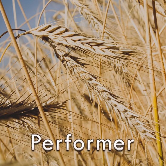 Nasiona Żyto performer 1 Jednostka