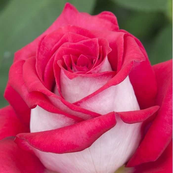 Roseira que dá ROSAS de CORAÇÂO BRANCO, flores grandes,