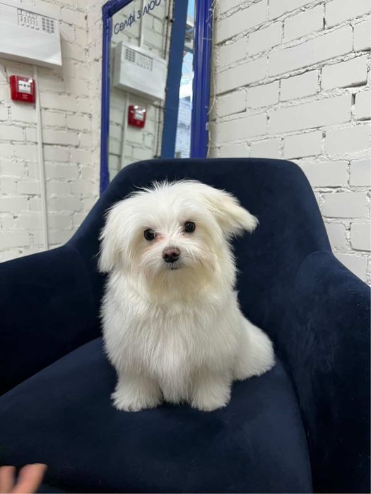 Мальтійська болонка Хлопчик 5 міс