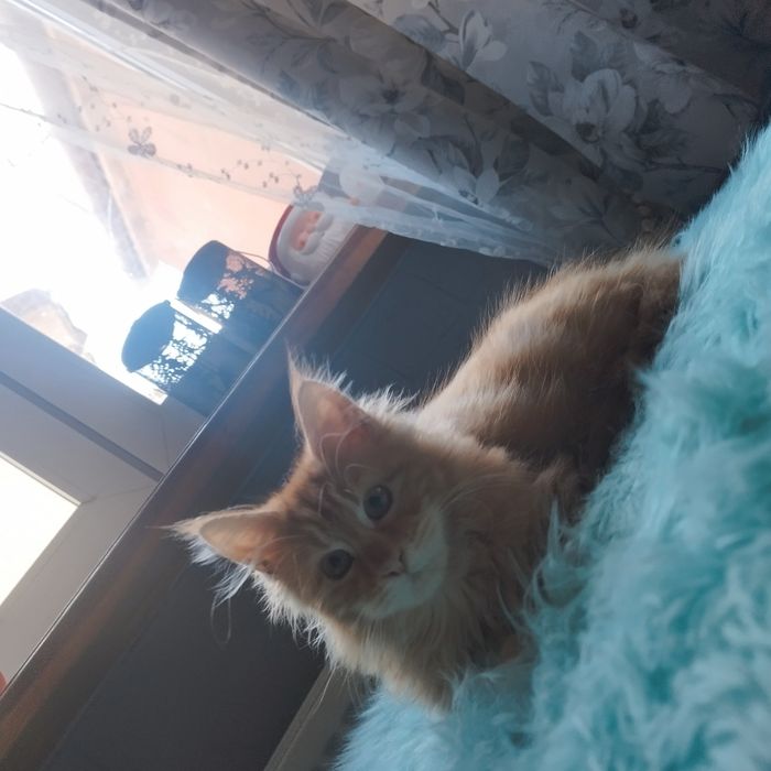 Kocurek Maine Coon