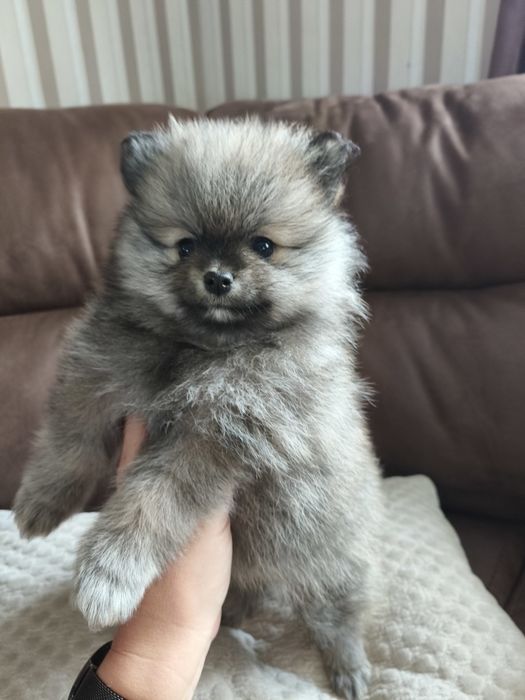 Szpic miniaturowy Pomeranian piesek
