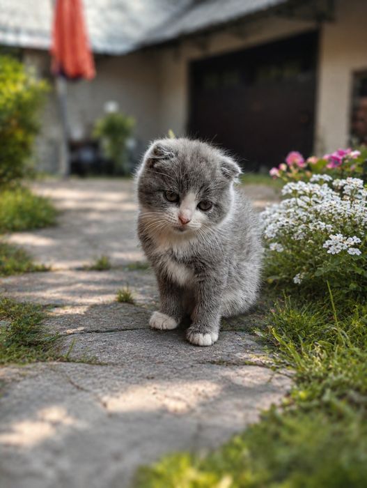 Кошенята шукають люблячу сім’ю
