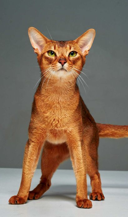 Кошенята шоу класу