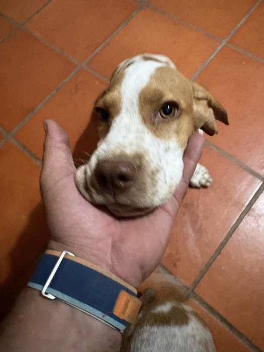 Cedo pachon navarro com 3 meses