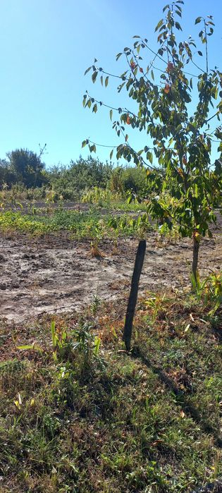 Продам приватизовану ділянку 8 соток під забудову / дачу, с. Пашківці (СТ Яблуня-2)