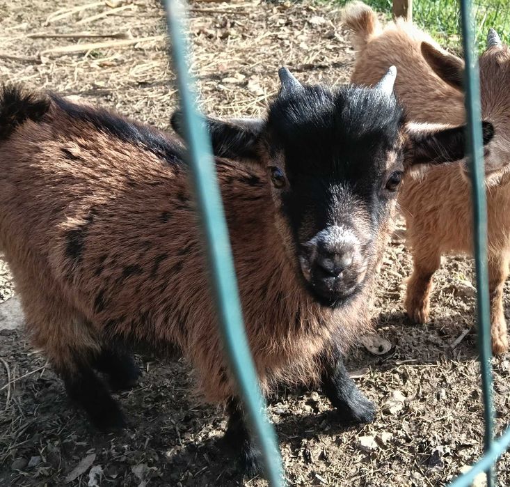 Cabra anã com 4 meses