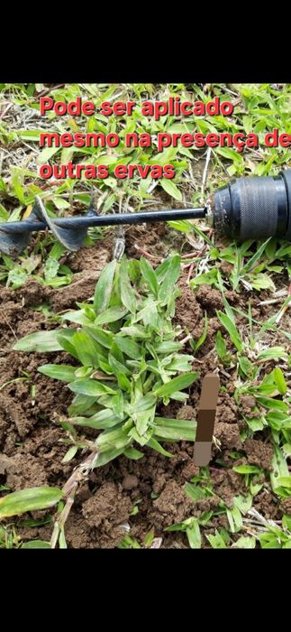 Graminha brasileira (VENDEMOS UMA SOLUÇÃO)