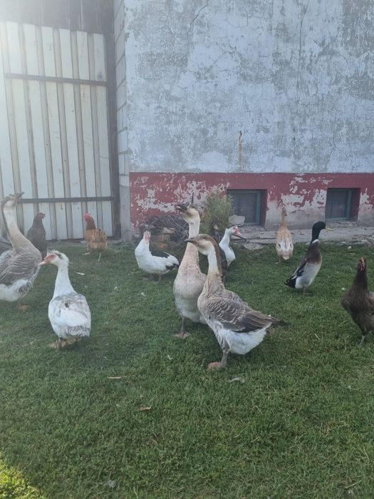 Gęsi garbonose sprzedaż lub zamiana na gąsiora
