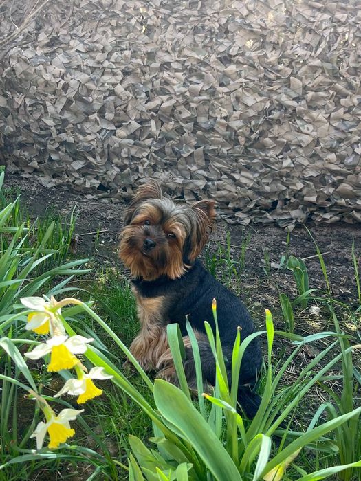 Йорчик шукає подружку