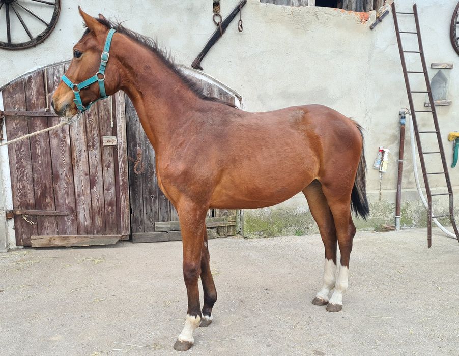 Klacz Delicja C WLKP