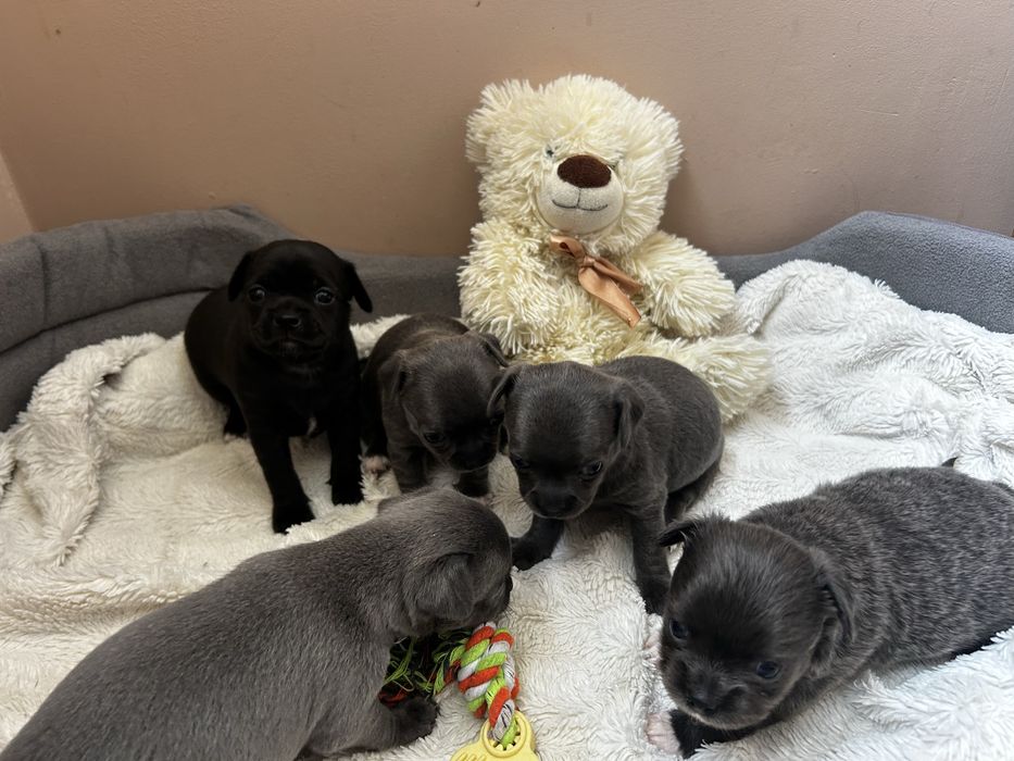 Продаж цуценят чихуахуа.