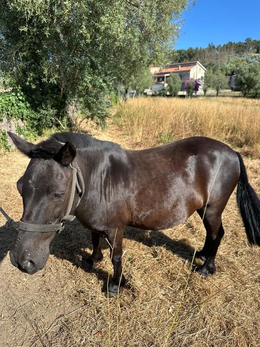 Pónei macho manso preto por 450€