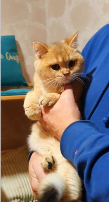 Золотой британский котенок