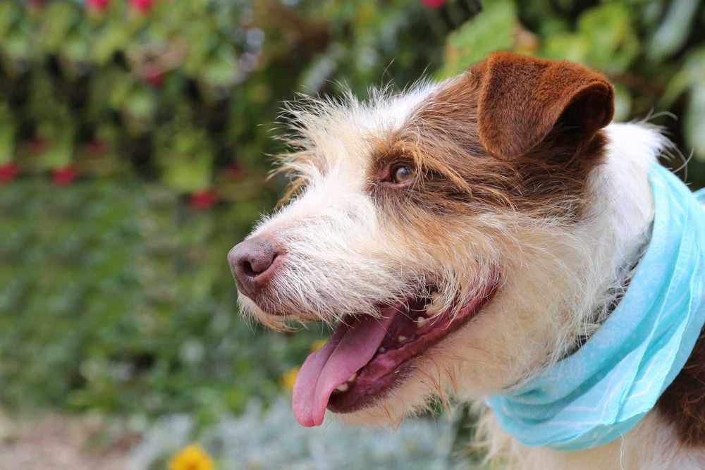 Estrelinha - cadela média para adoção