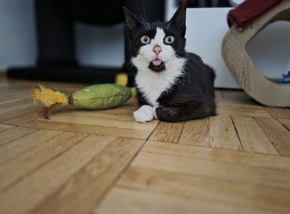PILNIE! Lola i Kaja szukają wspólnego domku