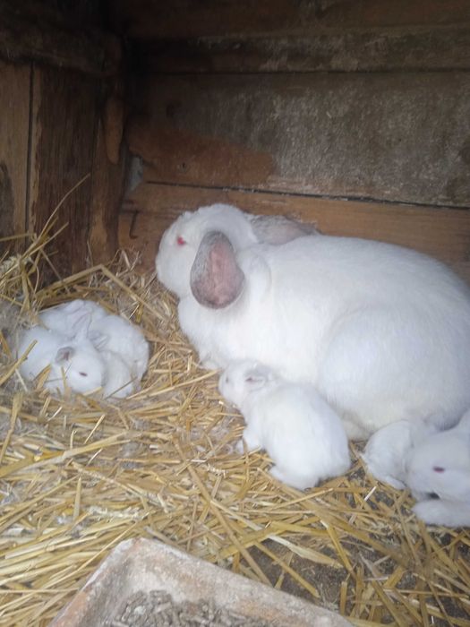 Sprzedam młode króliki