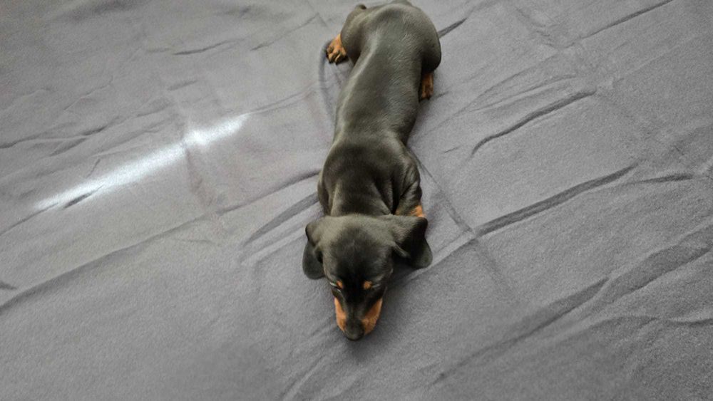 Teckel macho preto afogueado