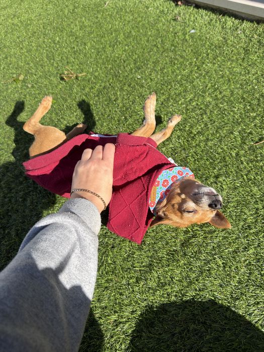 Mickey chihuahua para adoção