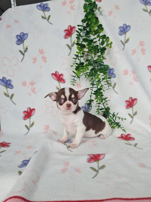 Excecional menina mini Chihuahua/Chiuaua LinhagemRussa de Qualidade