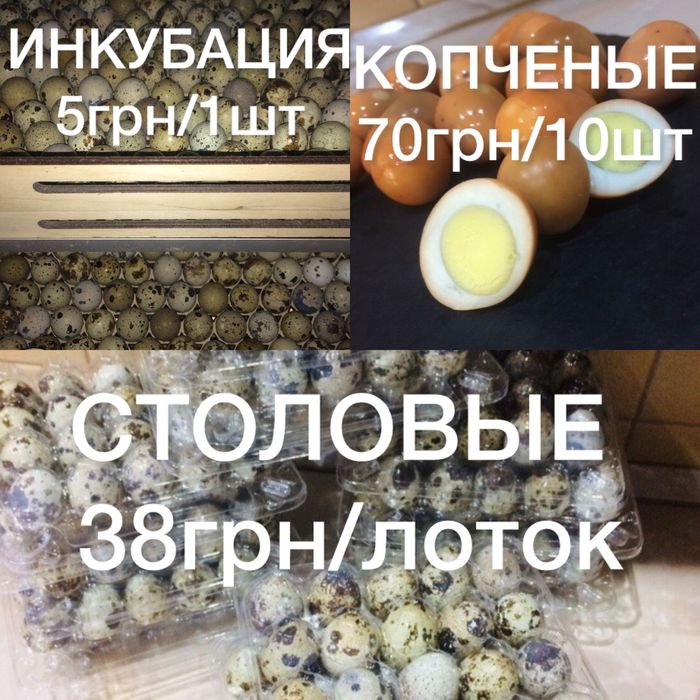 Яйца перепелиные