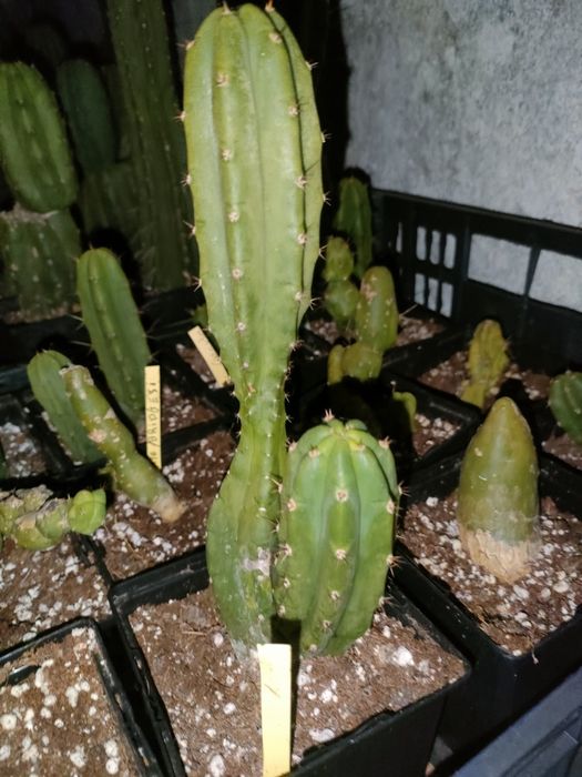 Cacto San Pedro, Bridgesi TBM / C