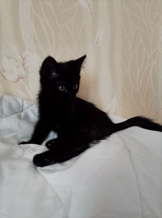 Віддам в добрі руки кошеня.