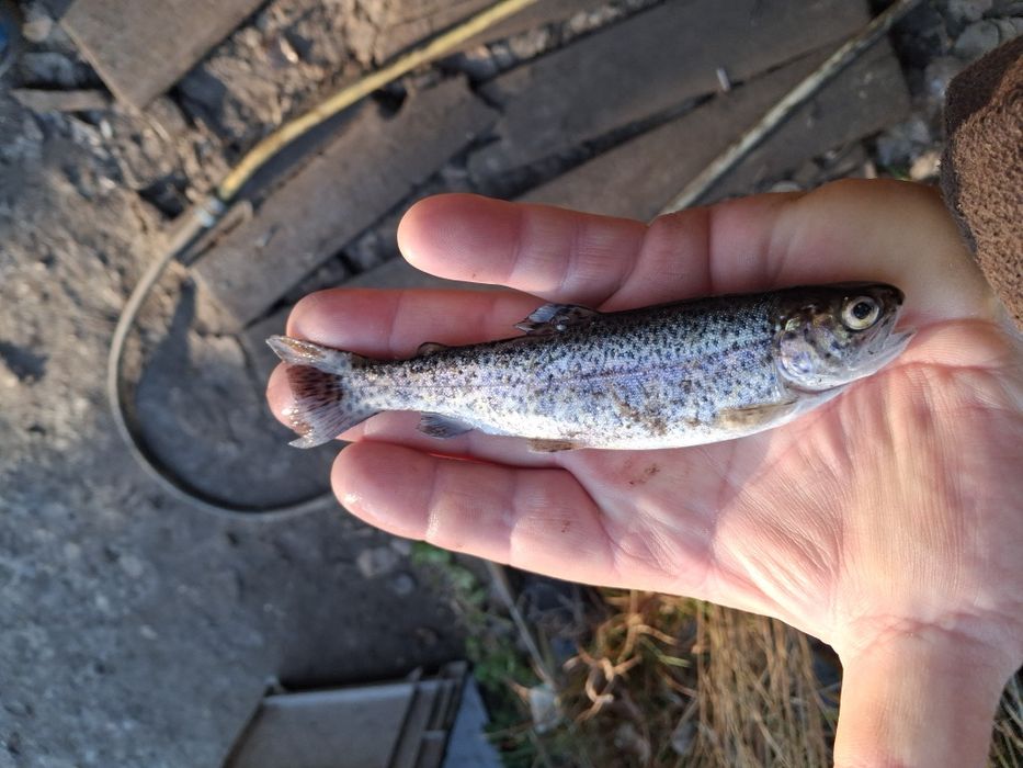 Pstrąg stawowy amur karp lin jesiotr Węgorz