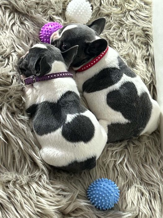 Buldog Francuski